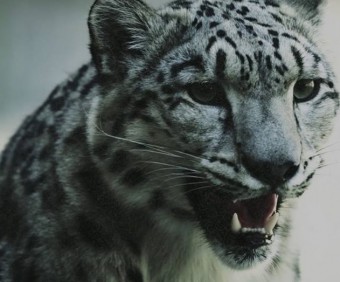 The Cult - Reprodução de cena do clipe